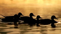 Water Birds Ducks flock silhouettes floating
