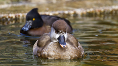 Water Birds Ducks mandarin