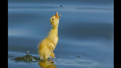 Water Birds insects duckling