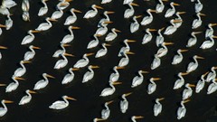 Water Birds Pelicans louisiana