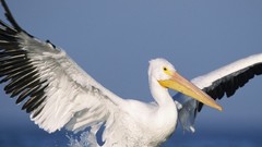 Water Birds Pelicans splashes