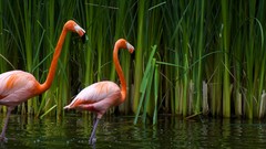 Water Birds reeds flamingos