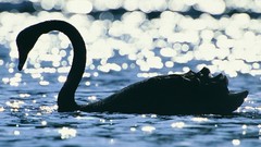 Water Birds silhouettes Swans
