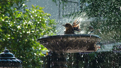 Water Birds summer bath