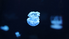 Water blue jellyfish depth