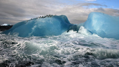Water blue Penguins iceberg