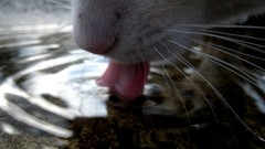 Water cats tongue ripples