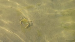 Water crabs rivers clean riverside