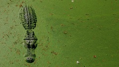 Water Crocodiles Reptiles