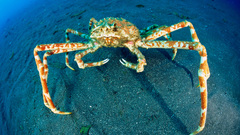 Water crustacean crabs japanese