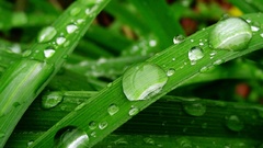 Water dew beautiful pearls