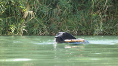 Water Dogs labrador retriever