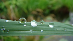 Water droplet high