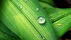 Water drops backyard raindrops