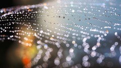 Water drops dew spider