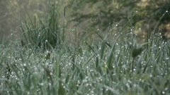 Water drops grass dew