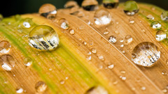 Water drops macro condensation
