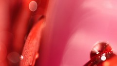 Water drops macro red