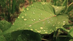 Water drops nature leaf