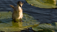 Water duckling come at