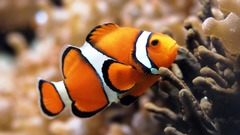 Water fish clownfish underwater