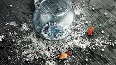 Water fish fish bowls