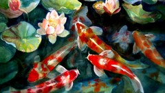 Water fish ponds koi