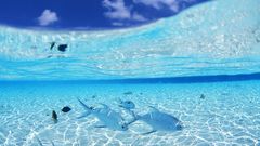 Water fish split-view