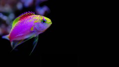 Water fish tropical fish fish tank