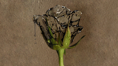 Water Flowers effects roses