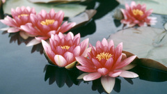 Water Flowers lily pads