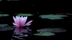 Water Flowers lily pads