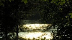 Water forests sparkles