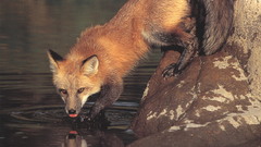 Water foxes