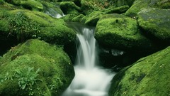 Water Green Algae waterfalls