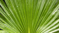 Water Green drop Plants palm leaves