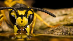 Water insects wasp macro
