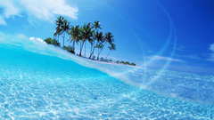 Water Islands palm trees