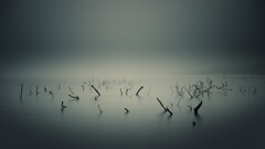 water Lake overcast branch monochrome mist nature Sea Wood swamp