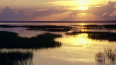 Water Landscapes marshland