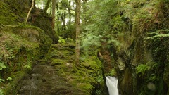 Water Landscapes nature Trees