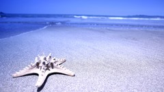 Water Landscapes starfish Beaches