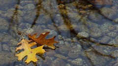 Water leaves fallen leaves