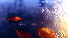 Water leaves ripples fallen