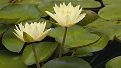 Water Lilies white flowers Parks rivers hybrid indianapolis 