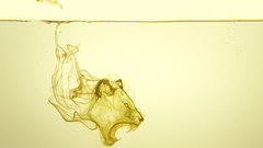 Water Lions big cats