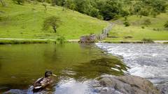 Water nature Animals Ducks