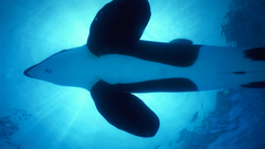 Water nature Animals Whales