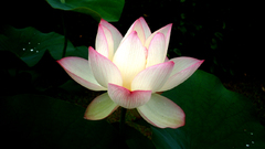 Water nature Flowers Plants