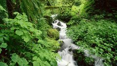 Water nature forests streams